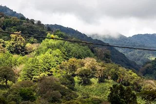 Cloud forest surrounding
